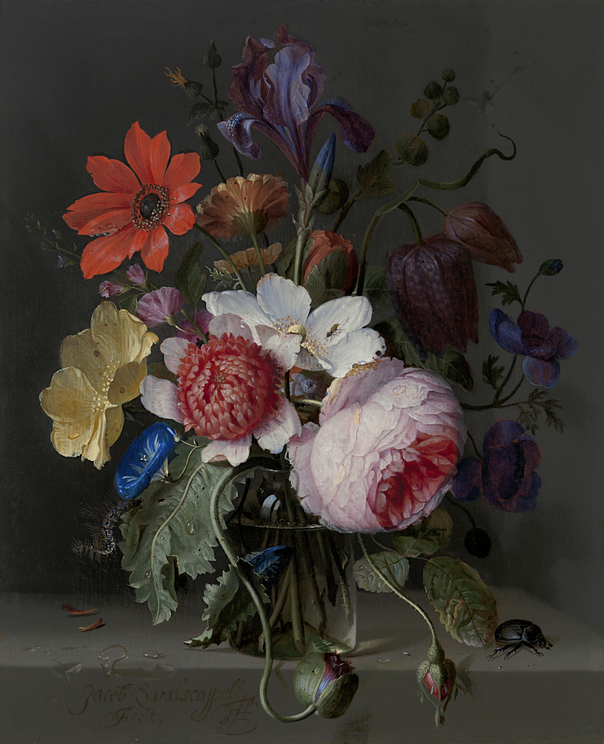 Jacob van Walscapelle - A peony, an iris, a poppy, anemones, morning ...