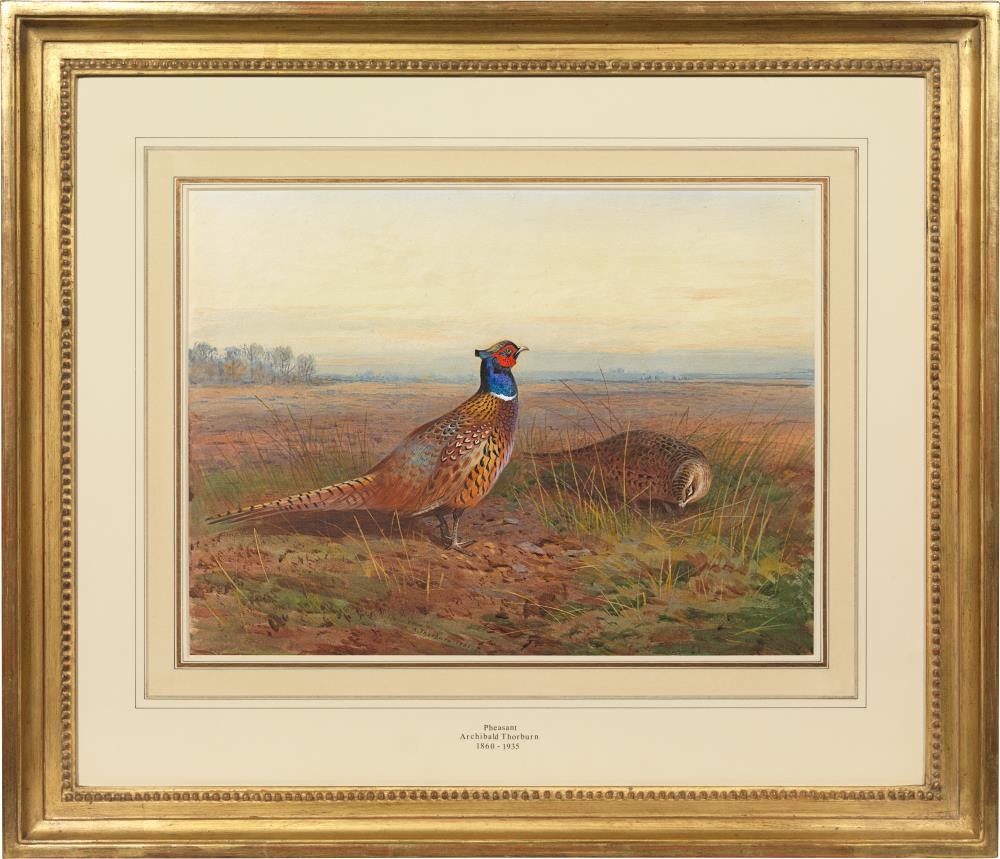 Archibald Thorburn - Cock and hen pheasant (Phasianus colchicus) in an open landscape