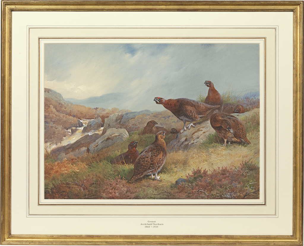 Archibald Thorburn - Red grouse (Lagopus scoticus) on a moor