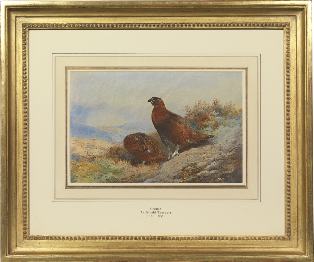 Archibald Thorburn - Red grouse (Lagopus scoticus) on the moor