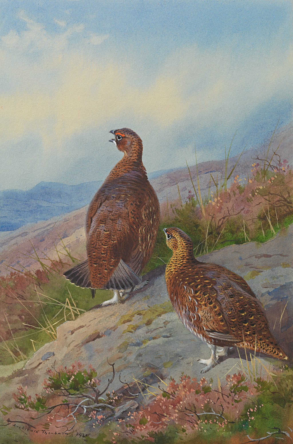 Archibald Thorburn - Grouse (Lagopus scoticus)