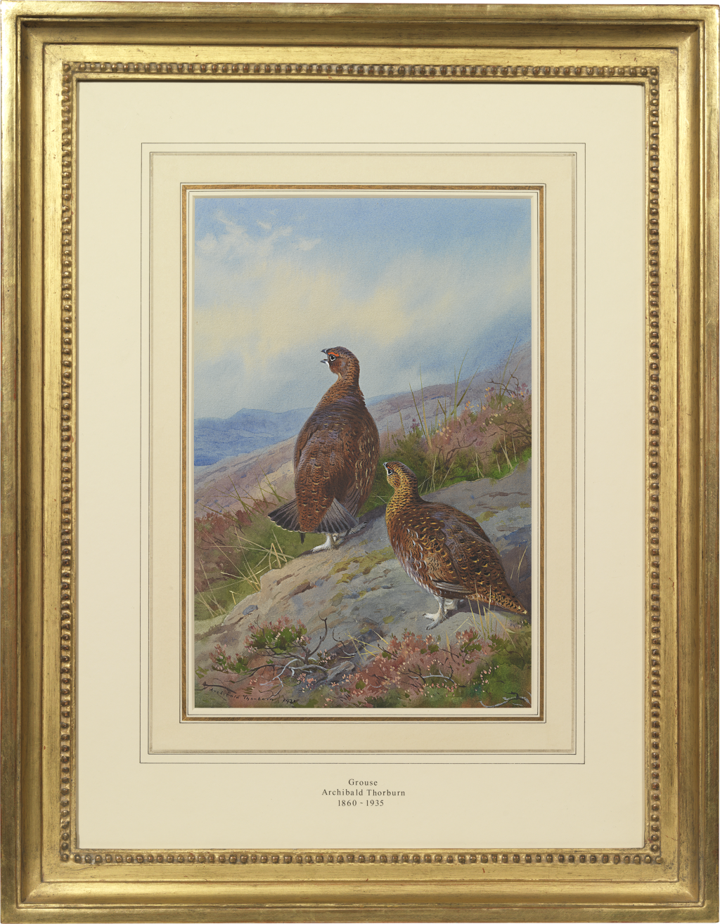 Archibald Thorburn - Grouse (Lagopus scoticus)