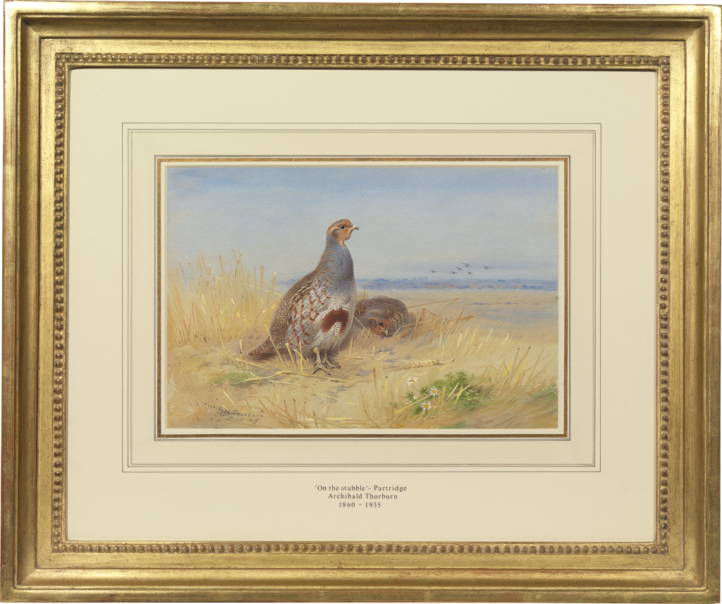 Archibald Thorburn - Partridge (Perdix perdix) on the stubble