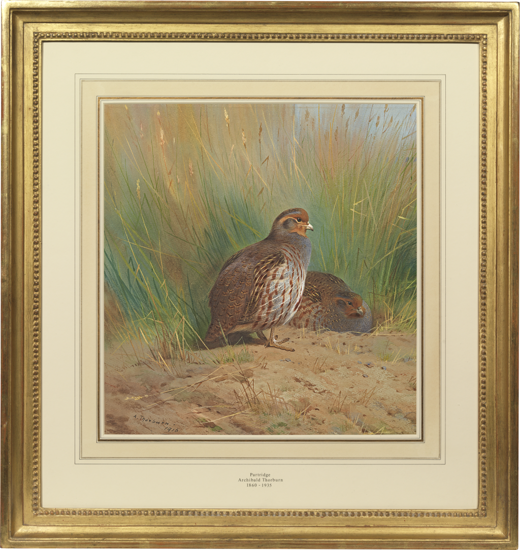 Archibald Thorburn - Partridge (Perdix perdix)