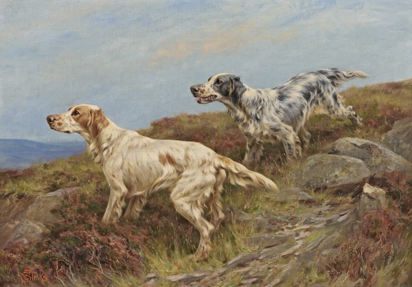 Two English setters in a moorland landscape