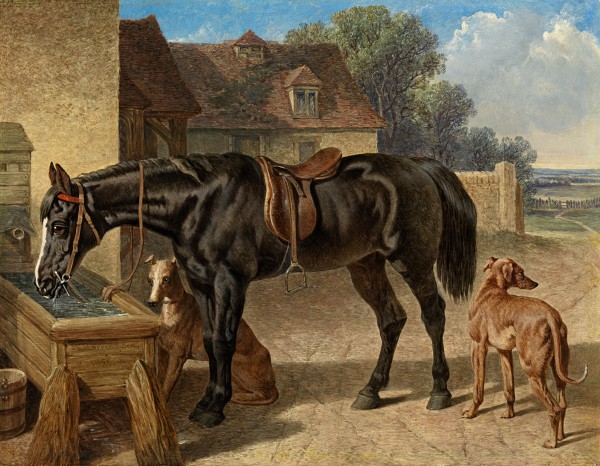 A farmer's hack drinking from a trough, with two greyhounds