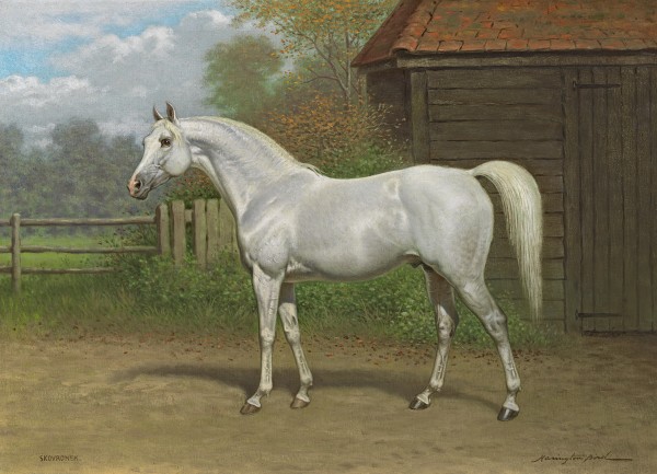 Portrait of the grey Arabian stallion Skowronek