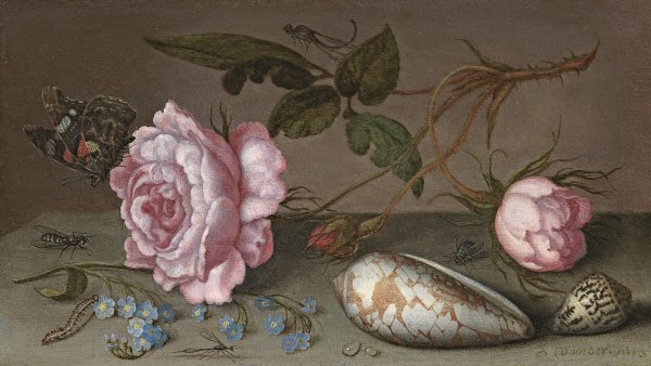 Still life of roses, shells and insects on a table